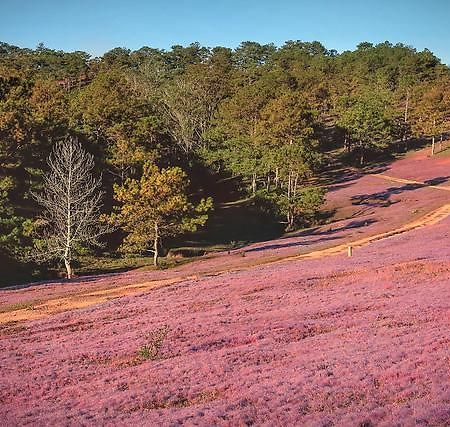 An Binh Homestay Dalat Eksteriør bilde